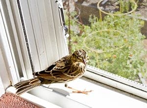 Bird in house Meaning – symbolism, myth or superstition?