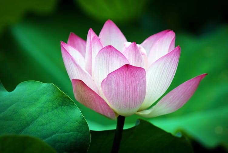 Why is the Lotus Sacred Among the Vietnamese Flowers