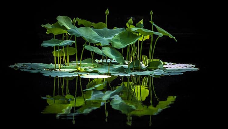 Why is the National Flower of Vietnam the Lotus