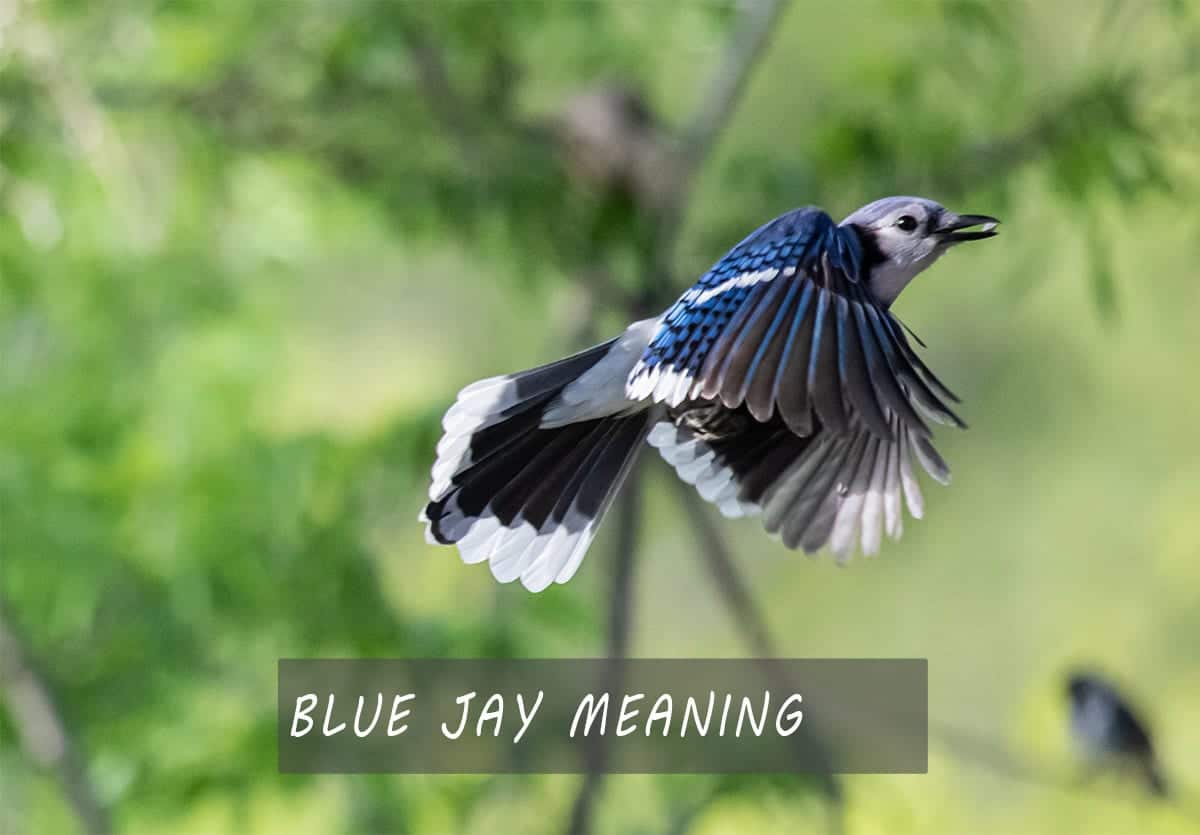 Blue Jay meaning