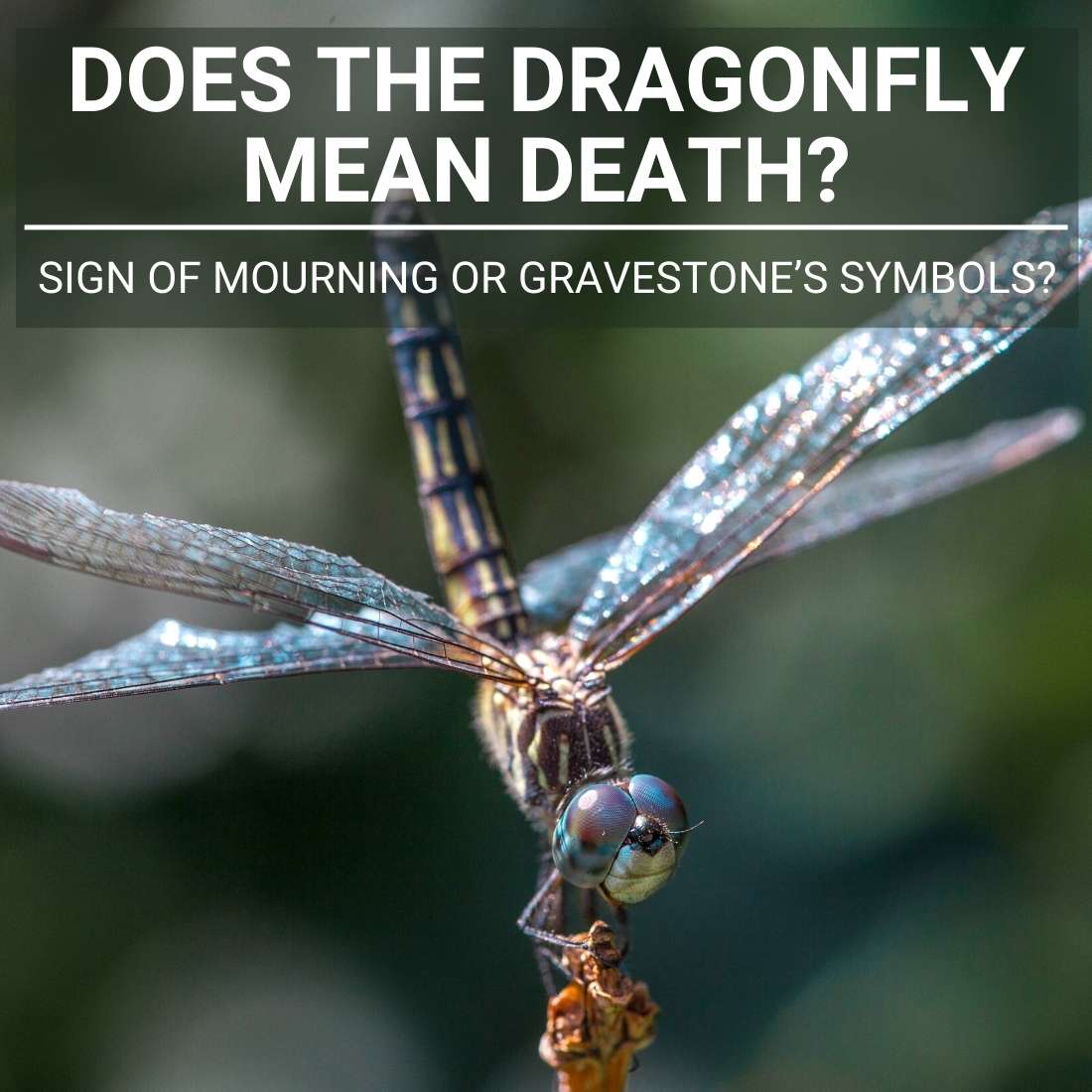 Does dragonfly mean death