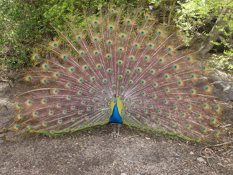 Peacock showing off