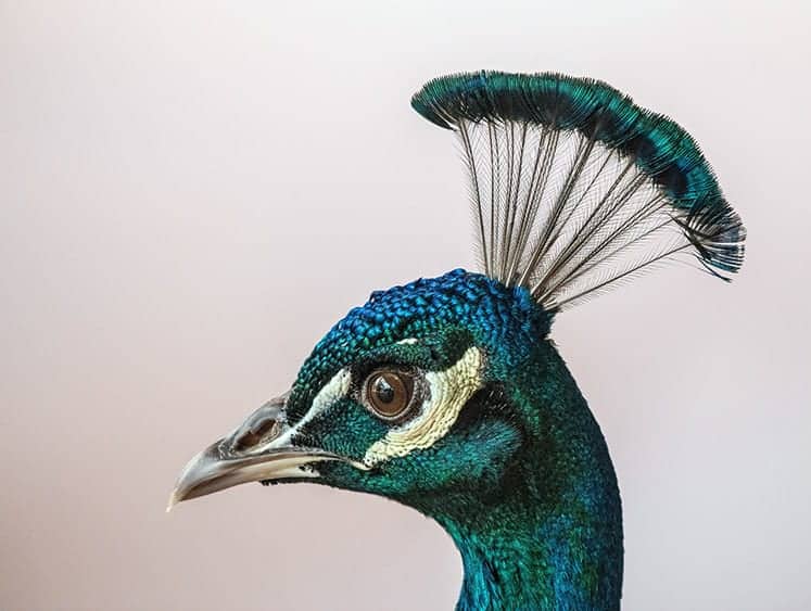 head of peacock