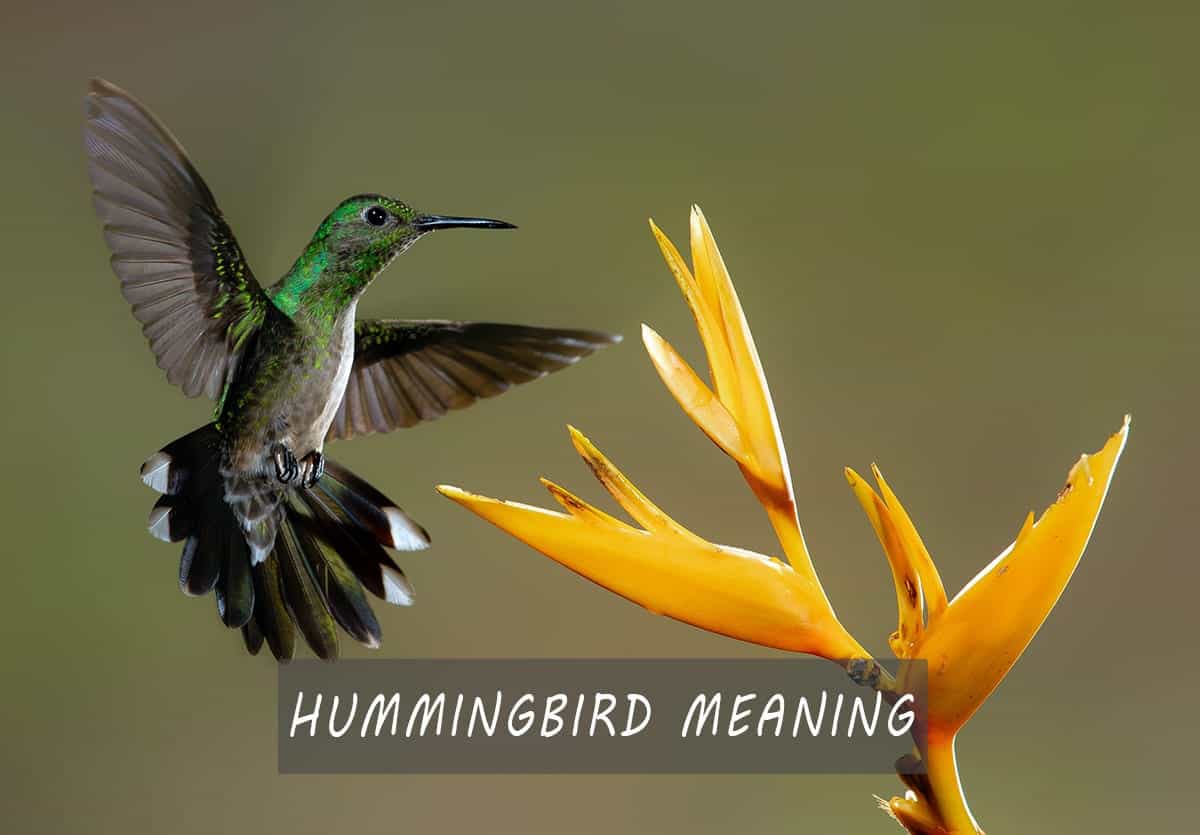 hummingbird meaning