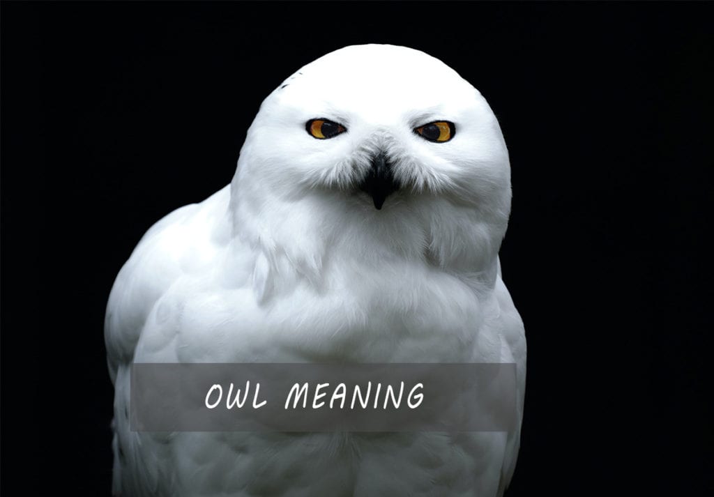 Owl Meaning and Symbolism: A Powerful Spirit Animal | Full Guide 2021