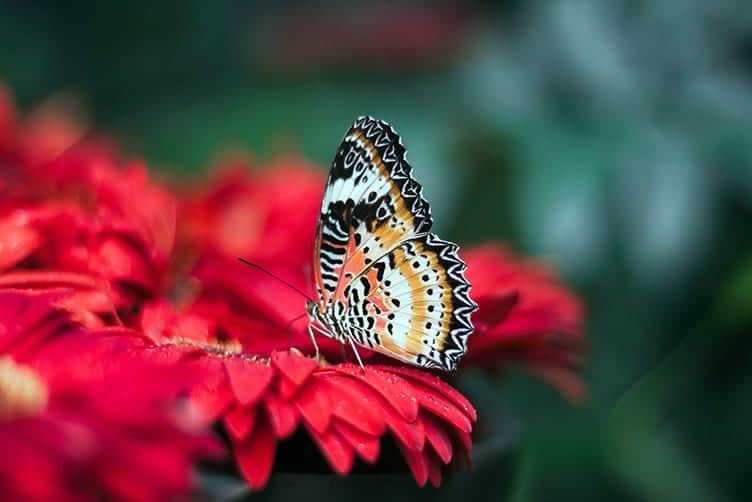 colorful butterfly