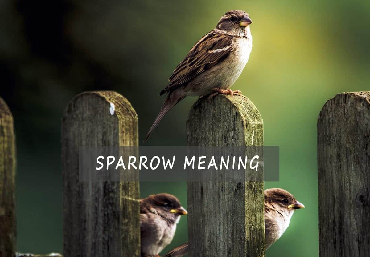Sparrow meaning