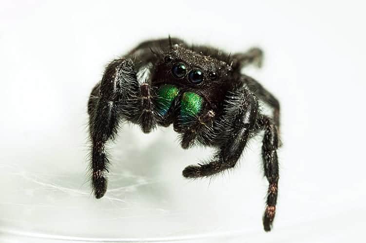 Spider Symbolism, Totem, And Spirit Animal: A Guide To Understanding Arachnids