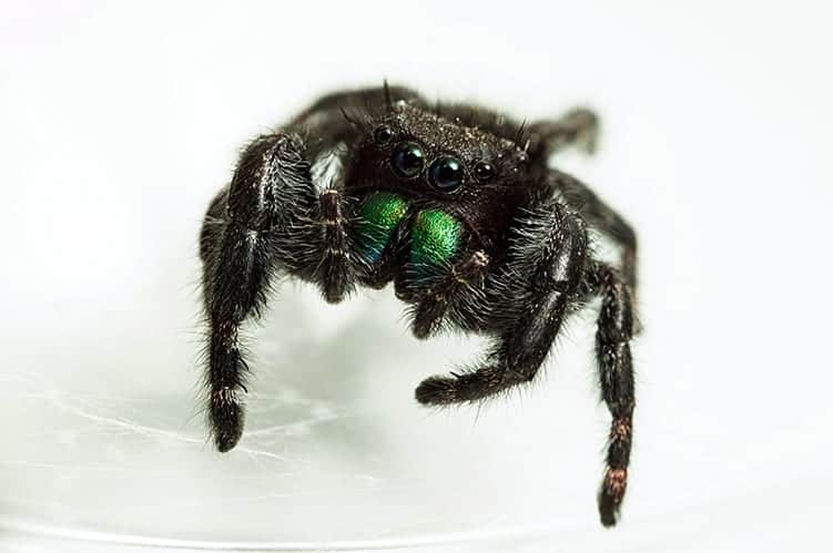 What does it mean when a spider crawls on you 1 Spider Symbolism, Totem, And Spirit Animal: A Guide To Understanding Arachnids