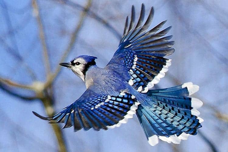 Blue Jay feeders