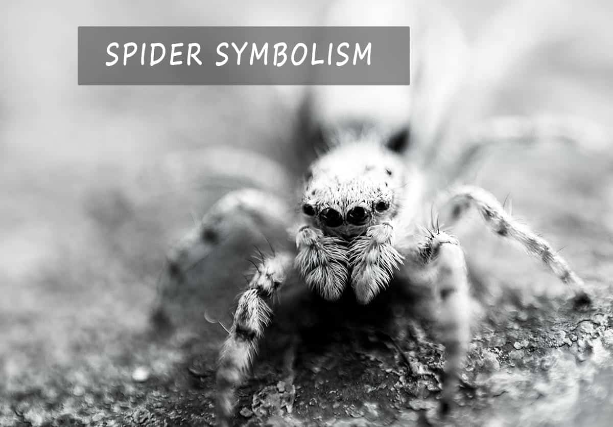 spider symbolism