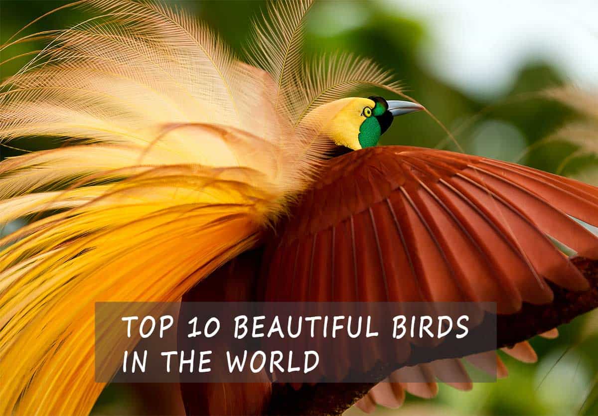 The Top 10 Most Beautiful Birds In The World - Your Guide The The ...