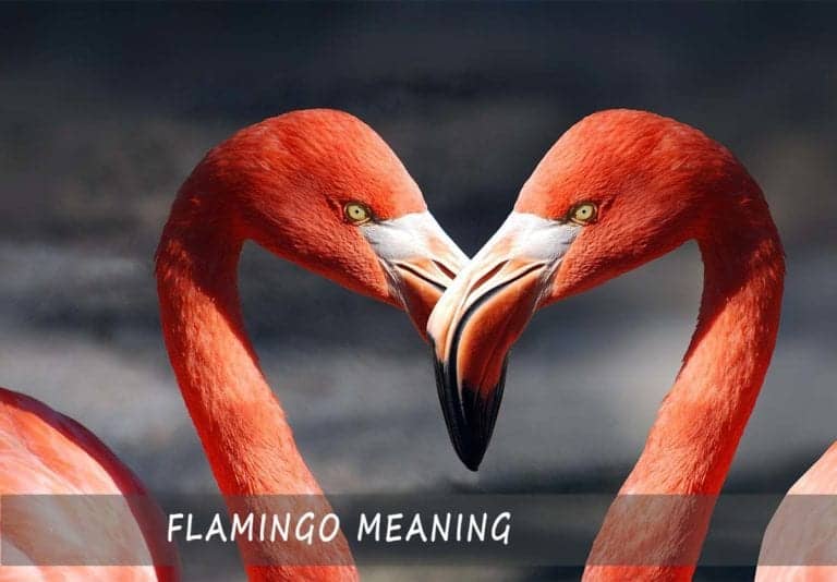 Flamingo Meaning