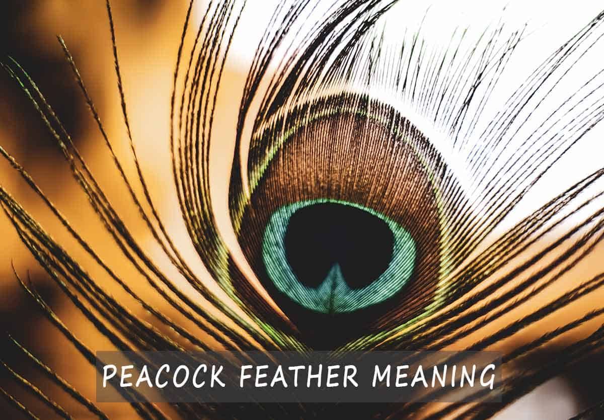 Peacock feather meaning