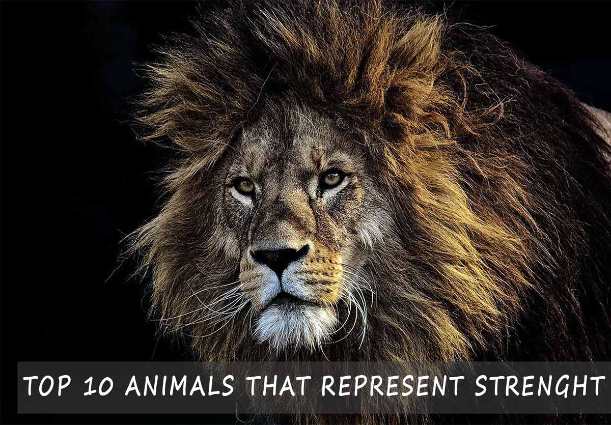 animals that represent strenght