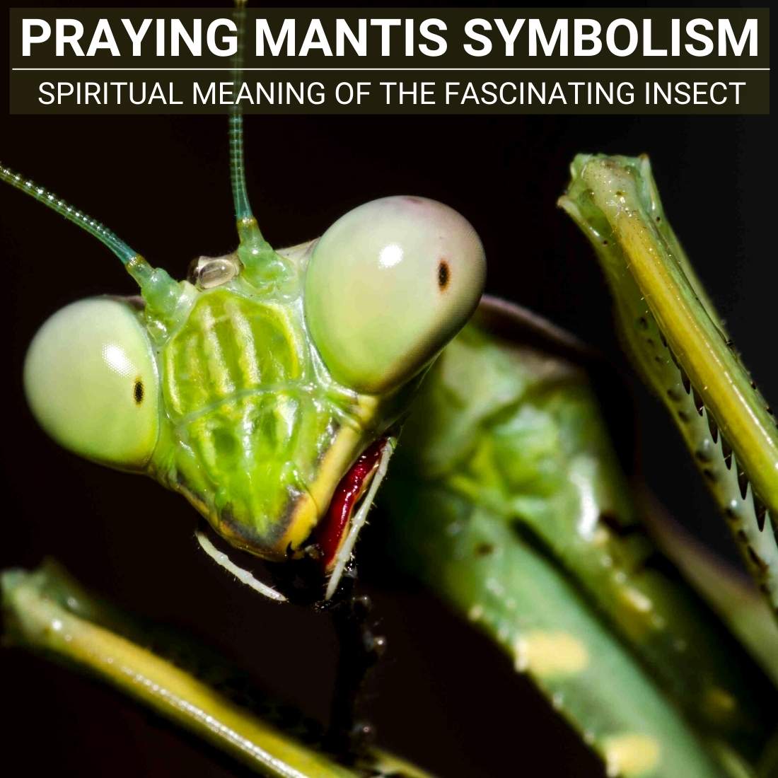 praying mantis Symbolism