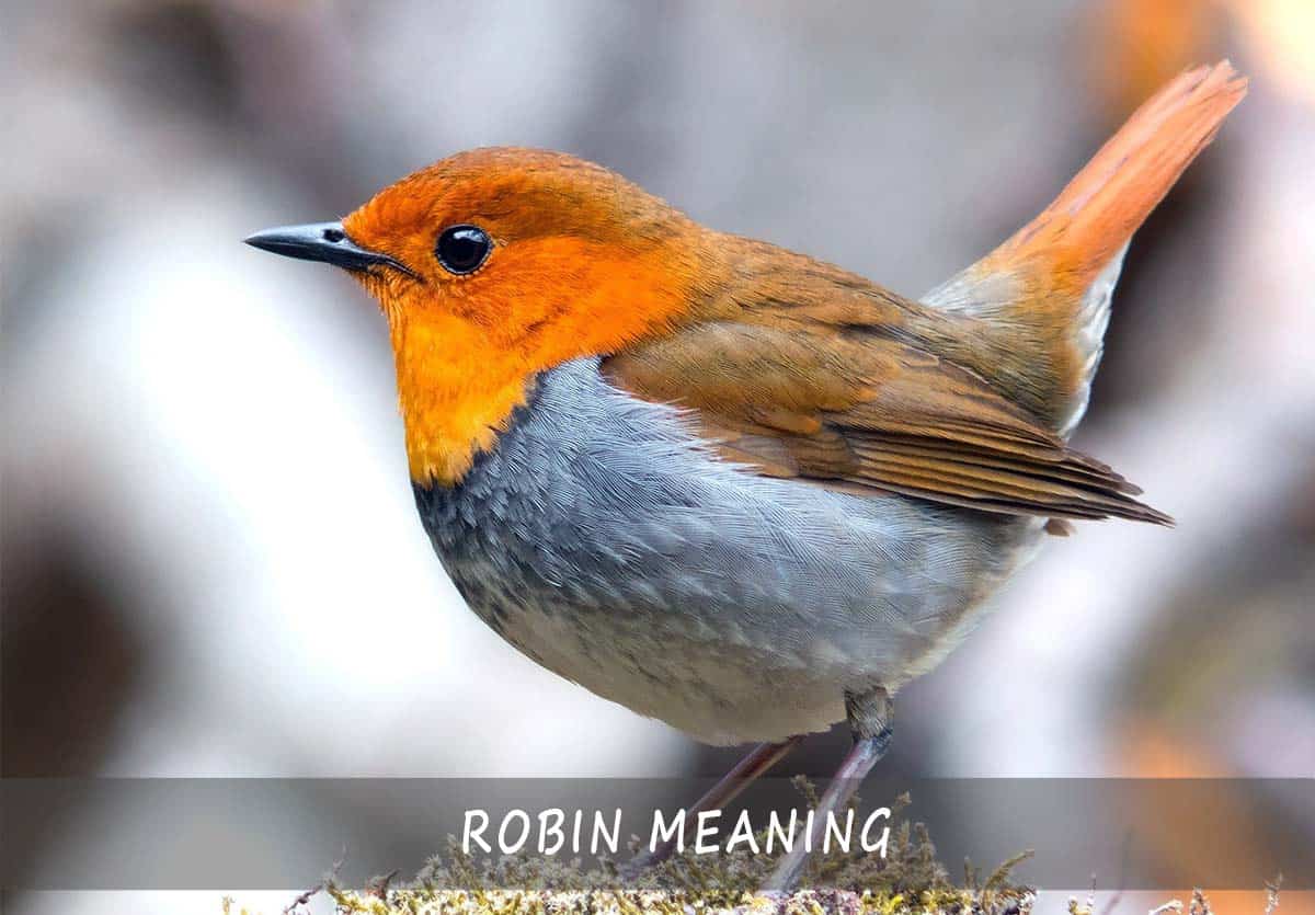 The Robin Meaning All About The Symbolism Of Robins The Full Guide