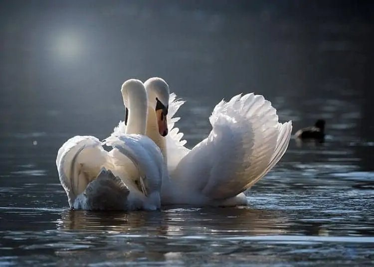 Symbolic Animal Meanings & Photoblog