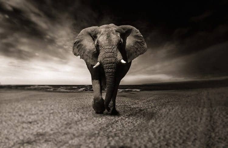 Elephants represent resilience