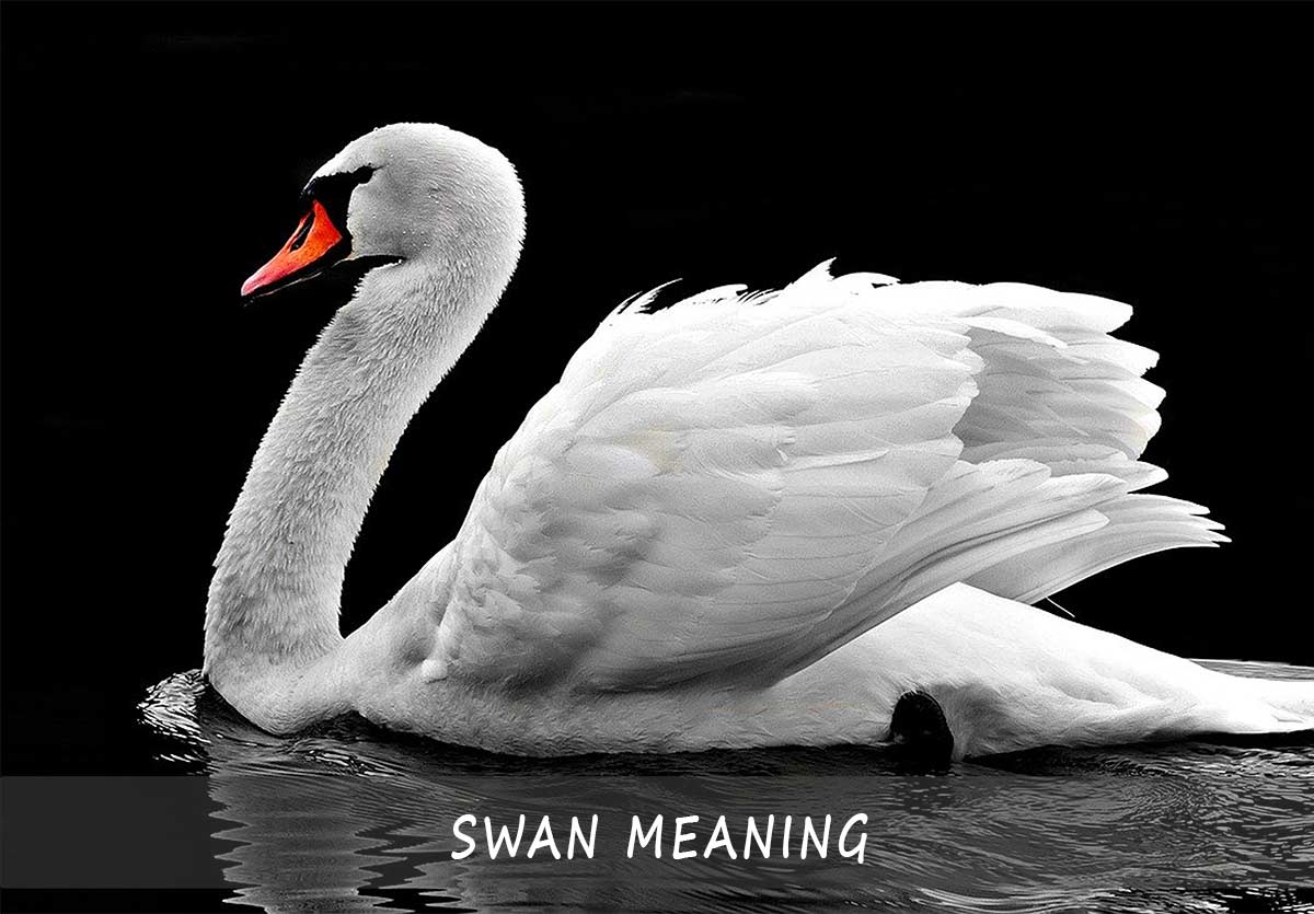 Swan Meaning and Symbolism Explained the Comprehensive Guide