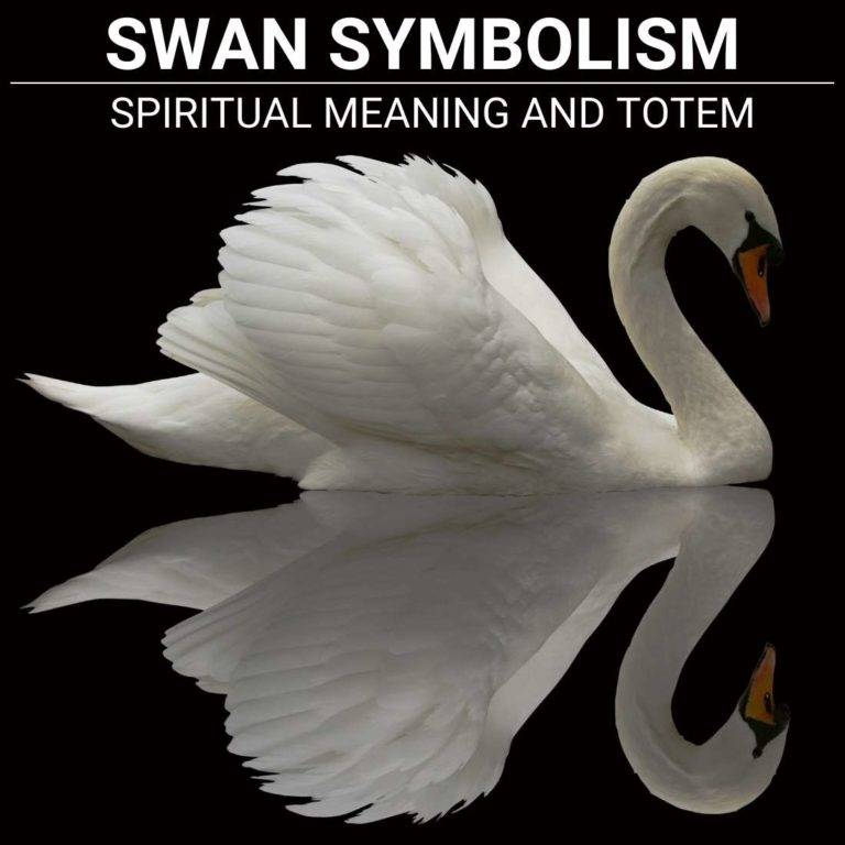 Swan Symbolism And Spiritual Meaning Explained The Comprehensive Guide