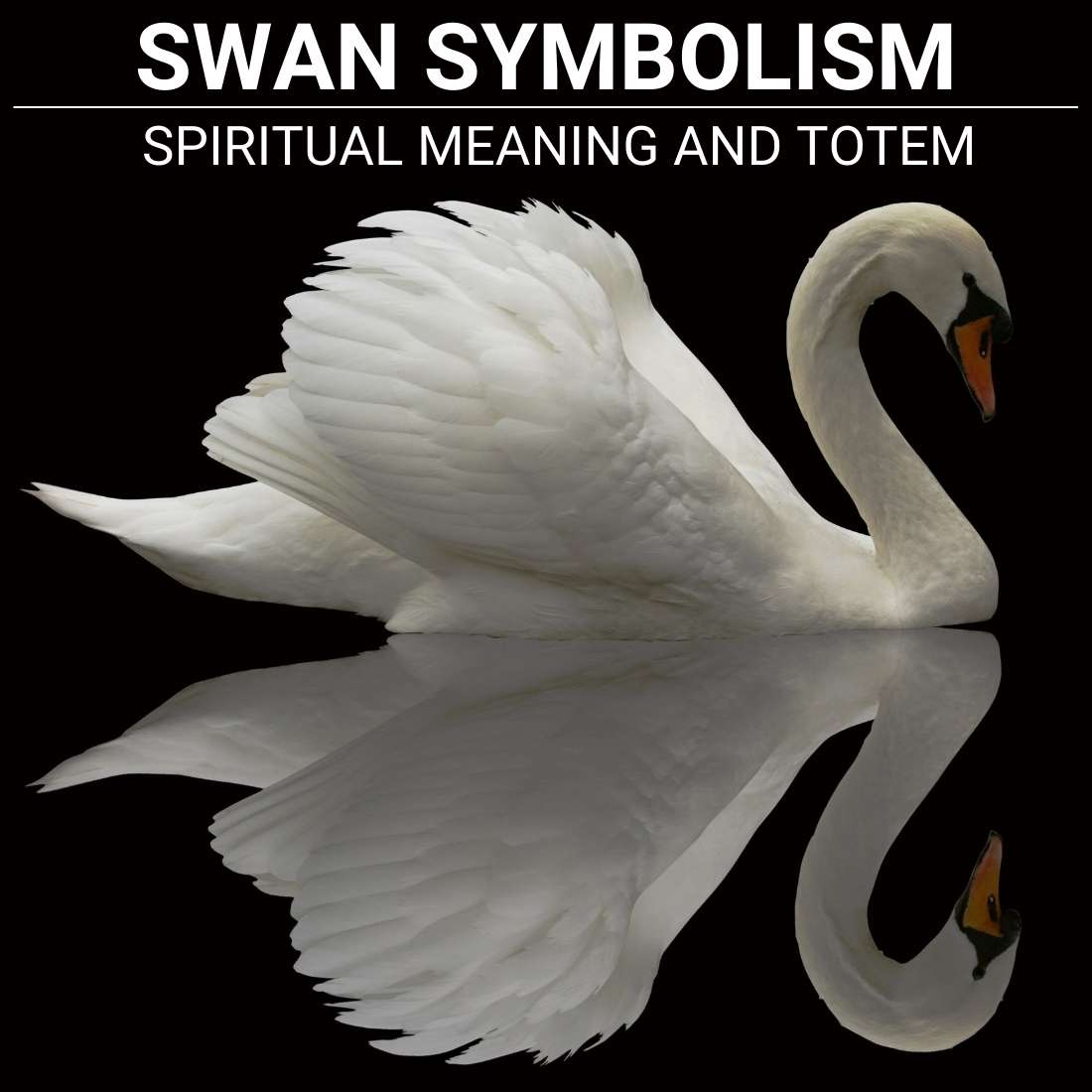 Swan Symbolism And Spiritual Meaning Explained - The Comprehensive Guide
