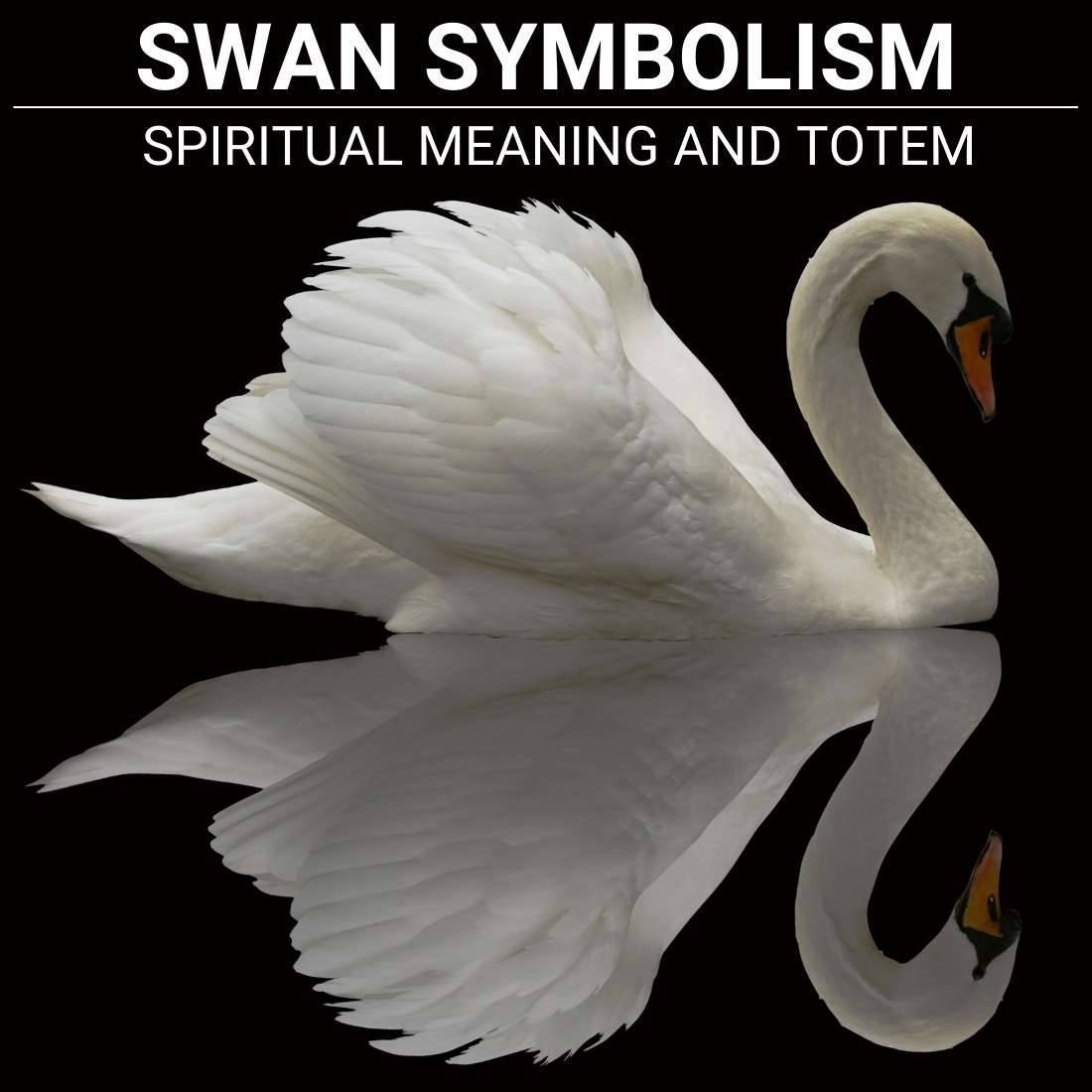 Swan Symbolism Spiritual Meaning White Swan Significance