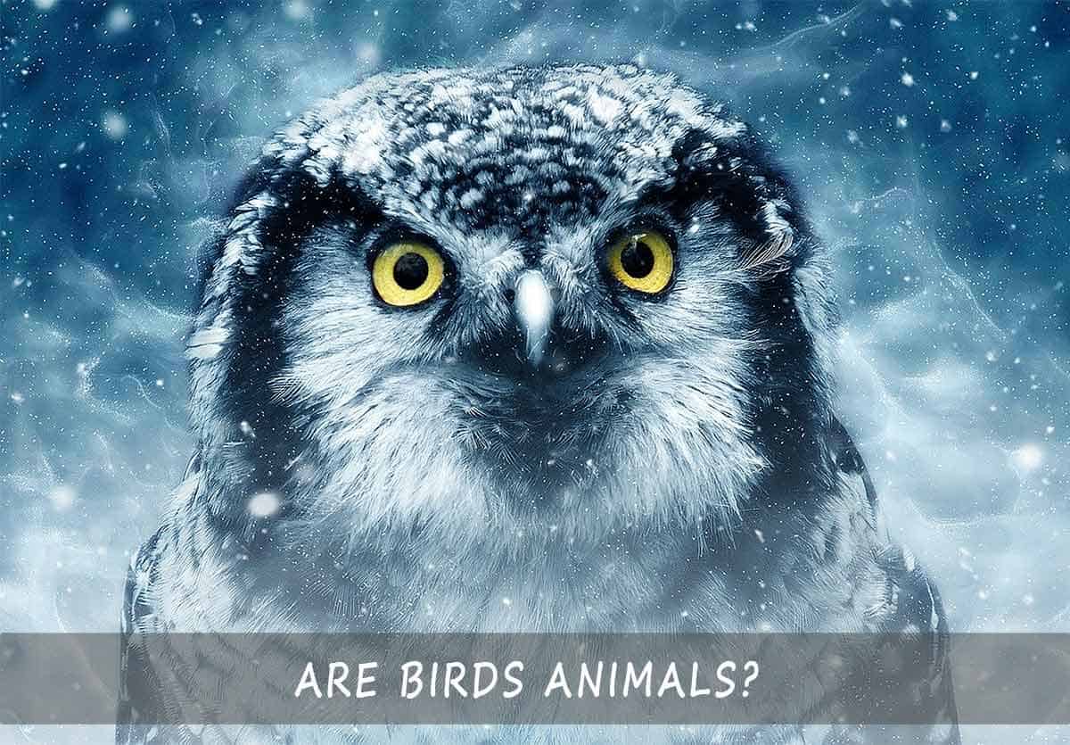 Are Birds Animals