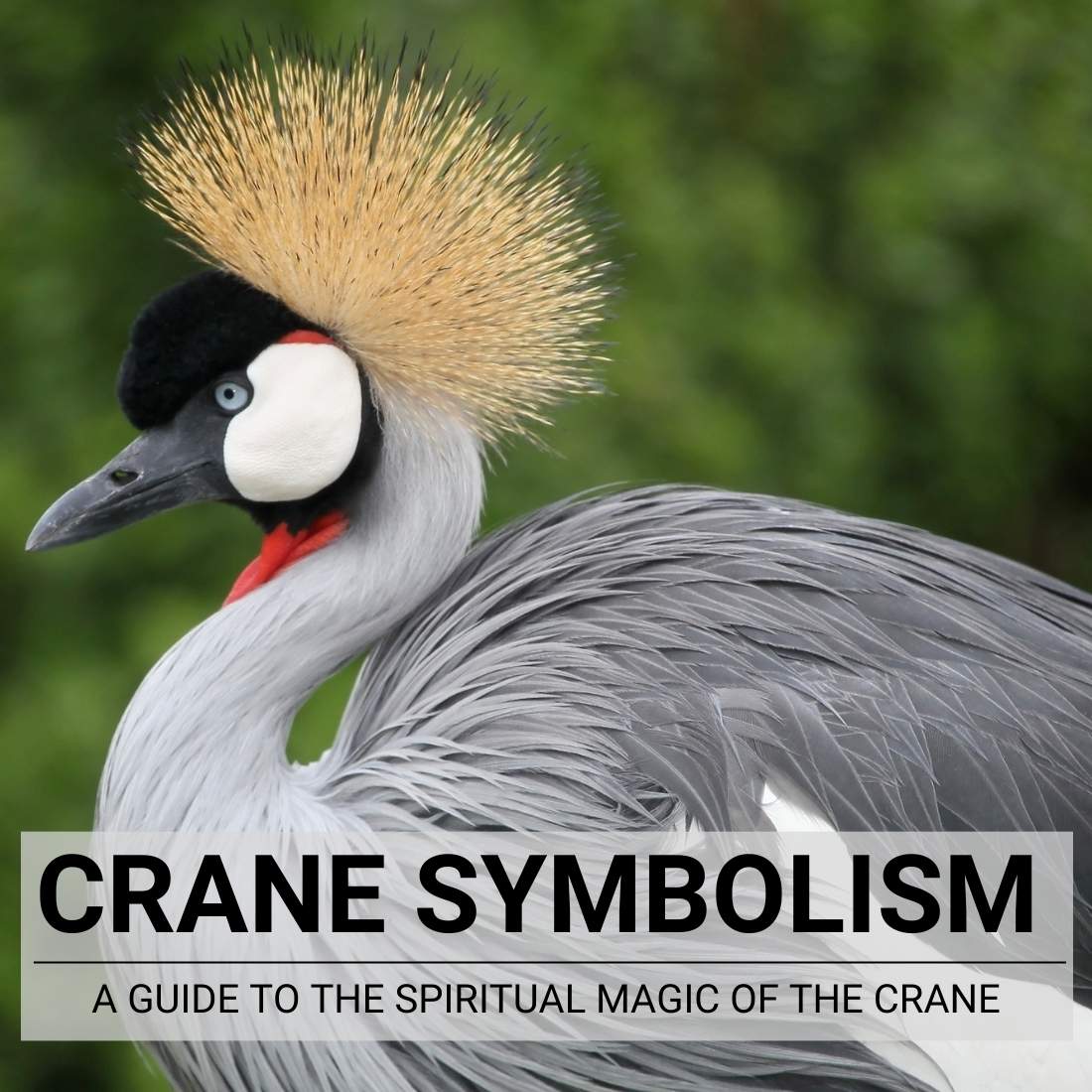 Crane Symbolism