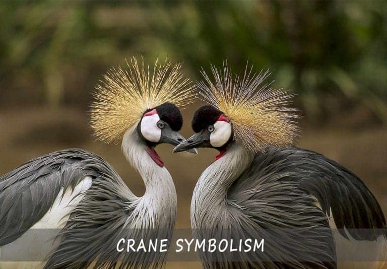 Crane Symbolism - Symbols and Meanings of the Crane - A Comprehensive Guide