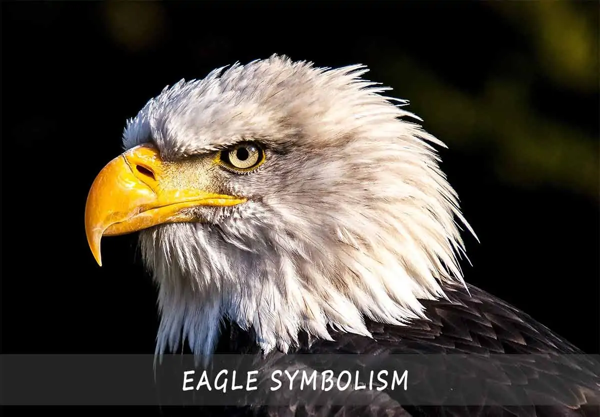 Eagle Symbolism Spiritual Meaning Native American Significance