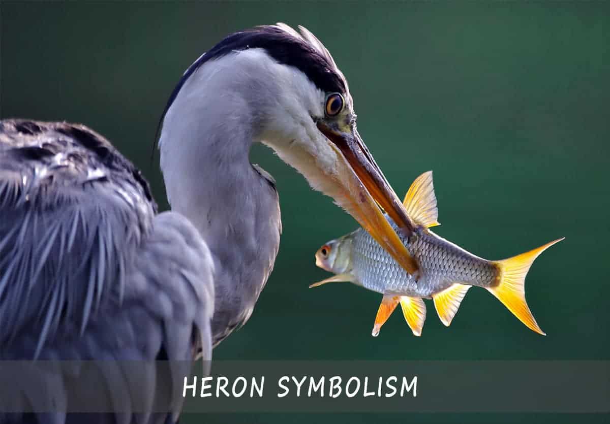 Heron Symbolism