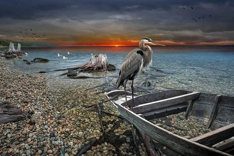 Symbolic Animal Meanings & Photoblog