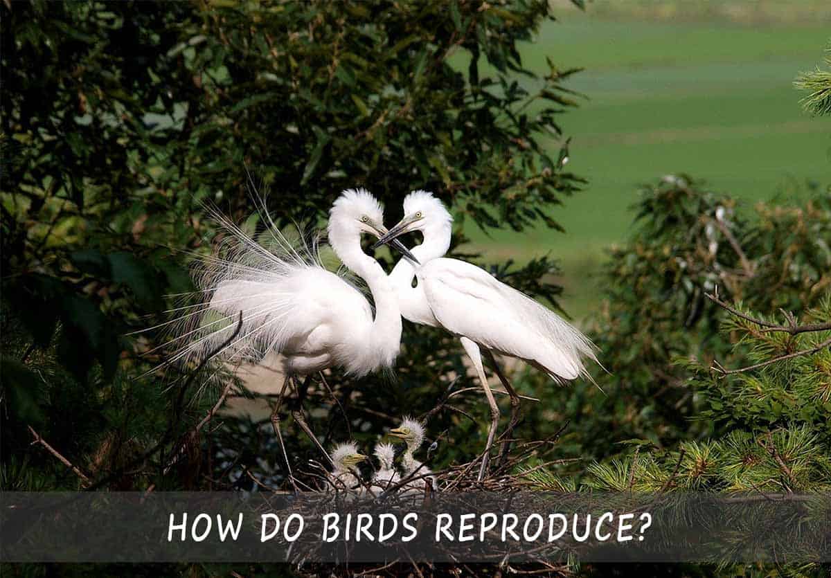 How Do Birds Reproduce