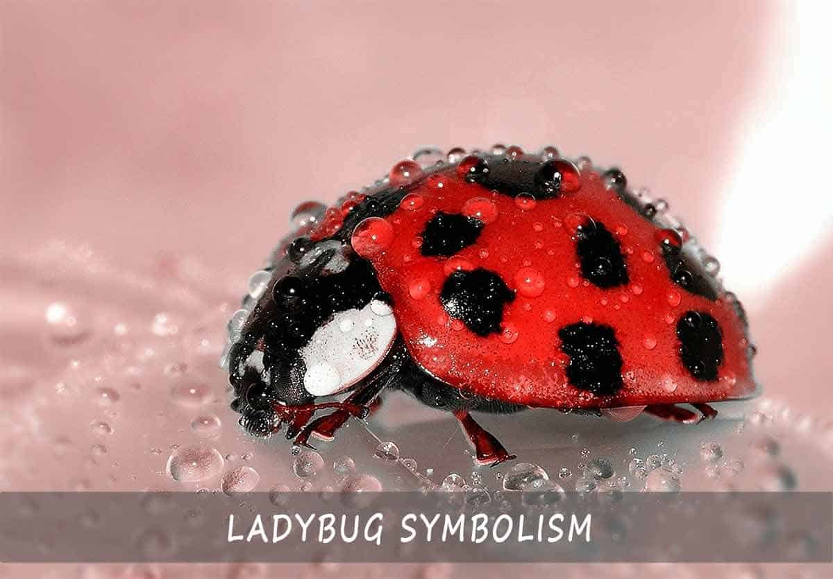 Ladybug Symbolism