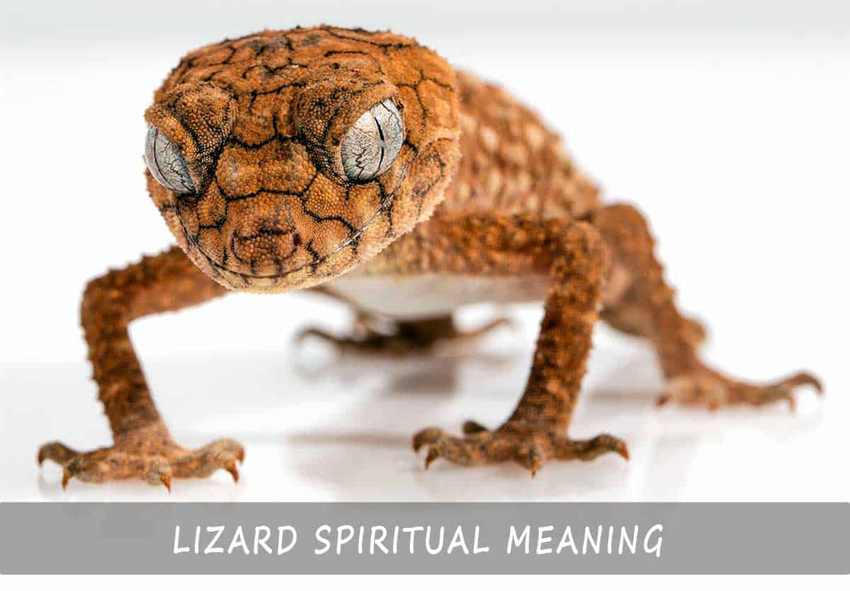 Lizard Spiritual Meaning | The Quick Guide To Symbolism And Spiritual