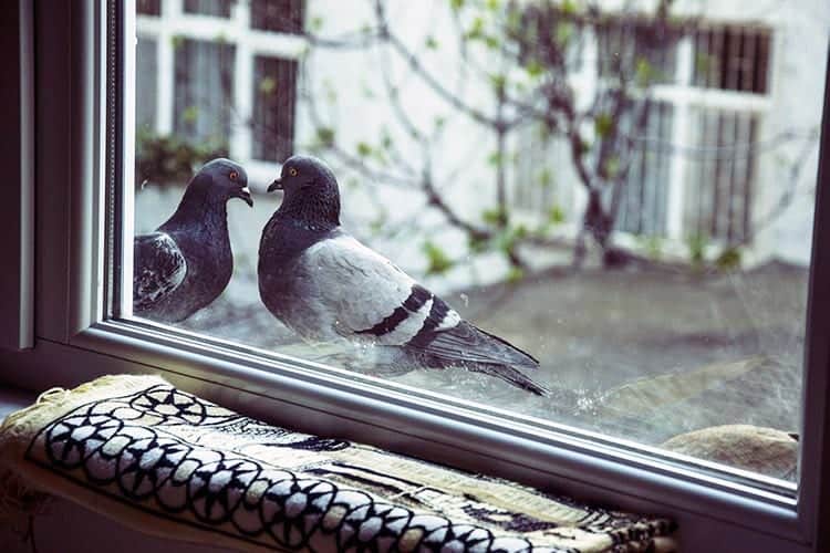 What Does It Mean When A Bird Hits Your Window? | Read The Guide