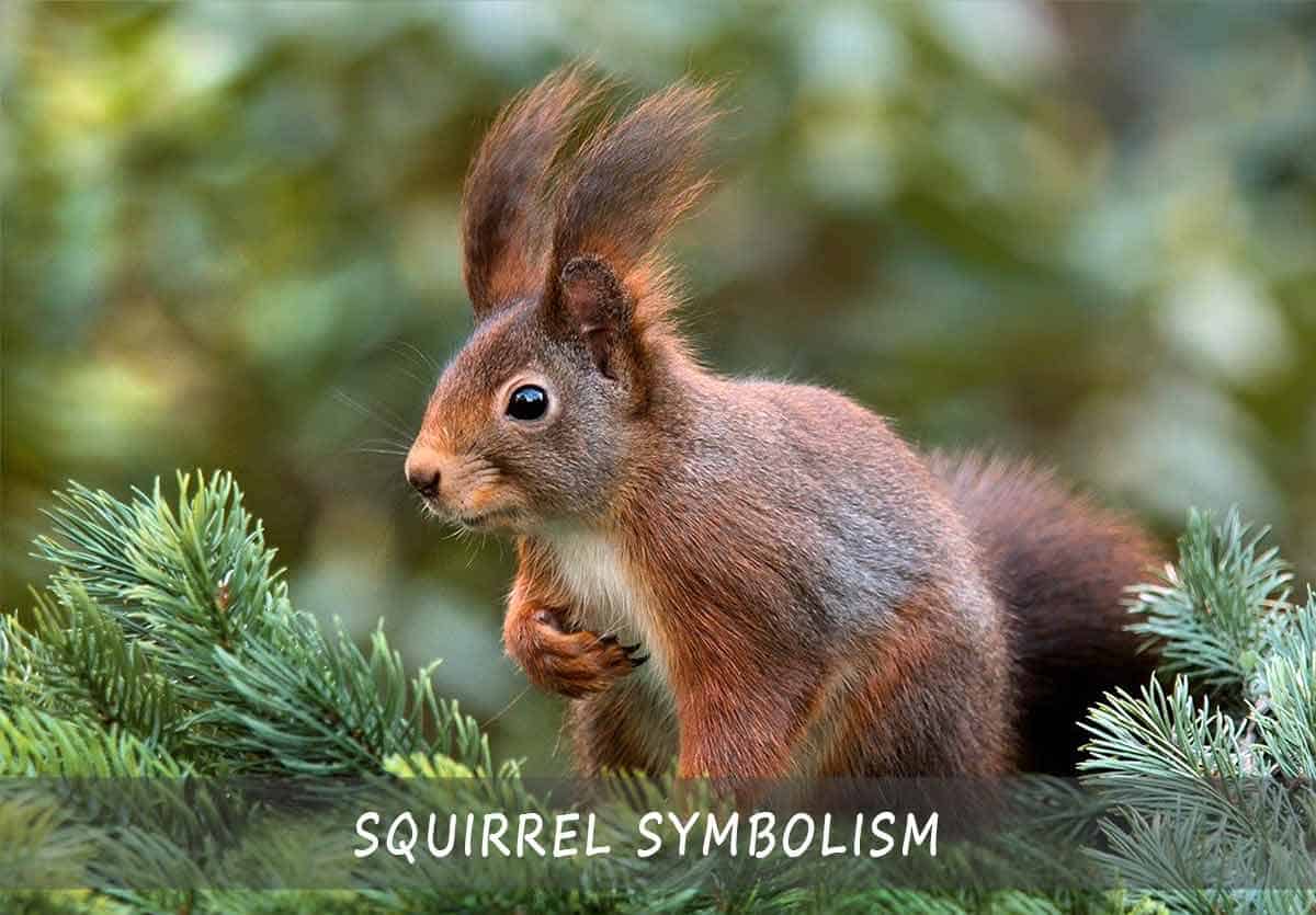 The Symbolism Of Squirrels - The Easy Guide To Meaning And Symbolic Of The Squirrel The Symbolism Of Squirrels - The Easy Guide To Meaning And Symbolic Of The Squirrel