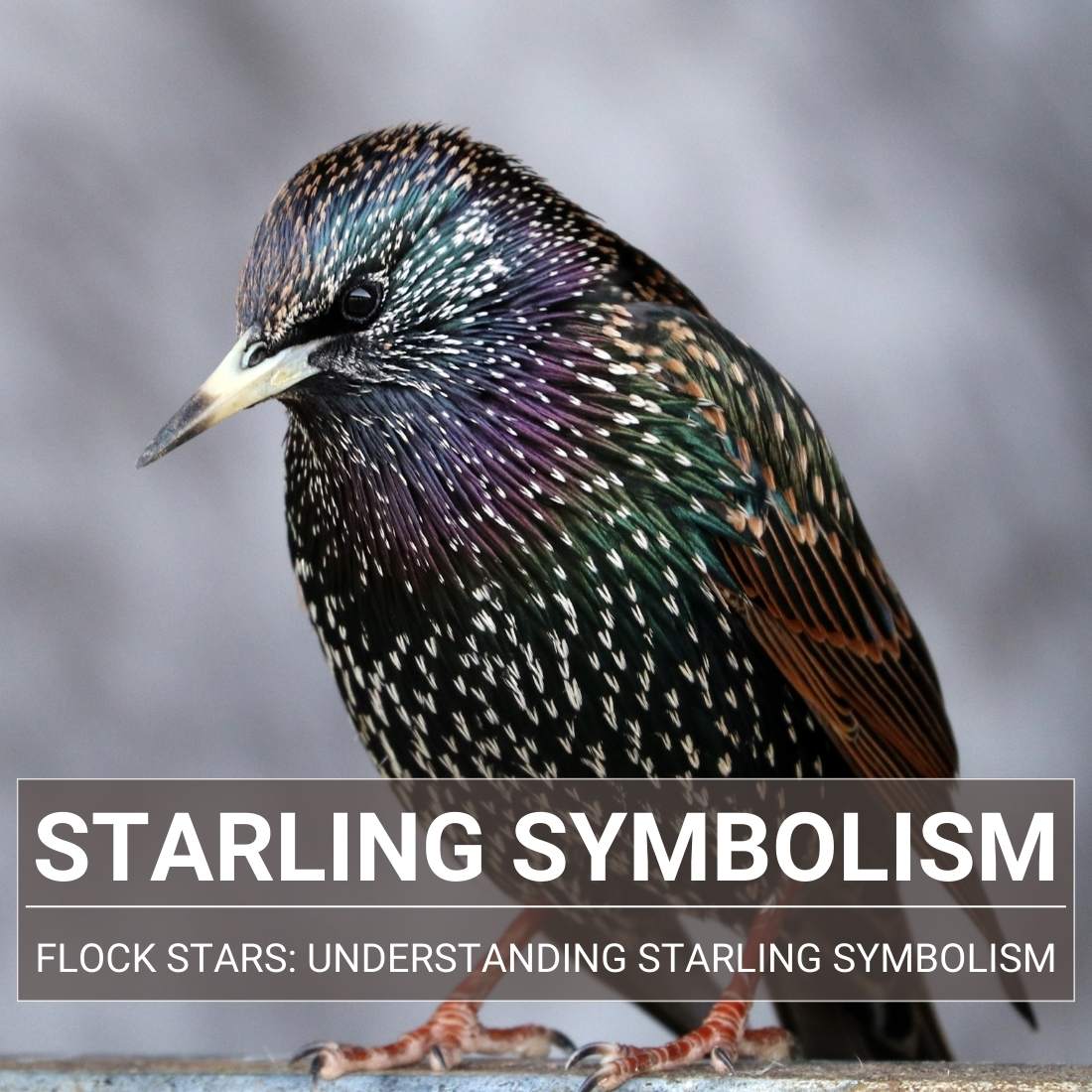 Starling Symbolism