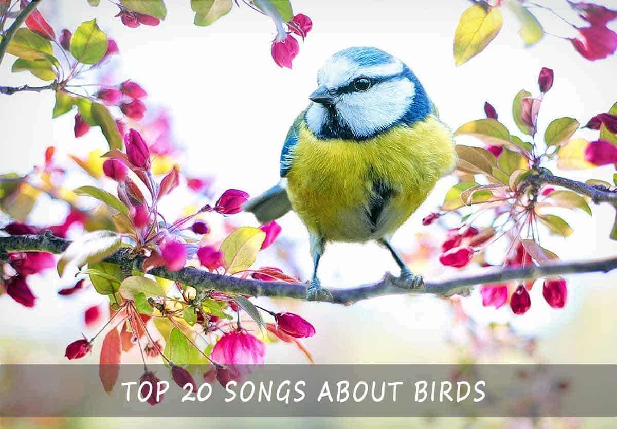 Top 20 Songs About Birds