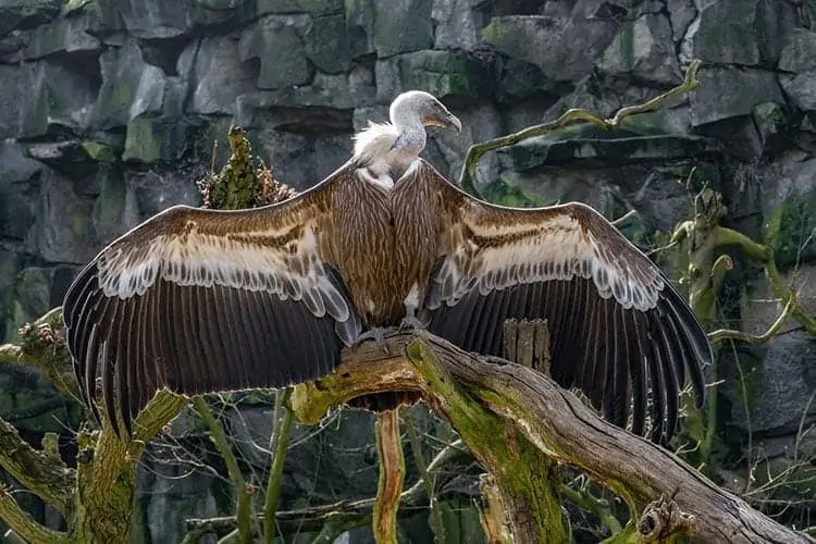 Vulture soaring in blue sky representing spiritual transformation and rebirth