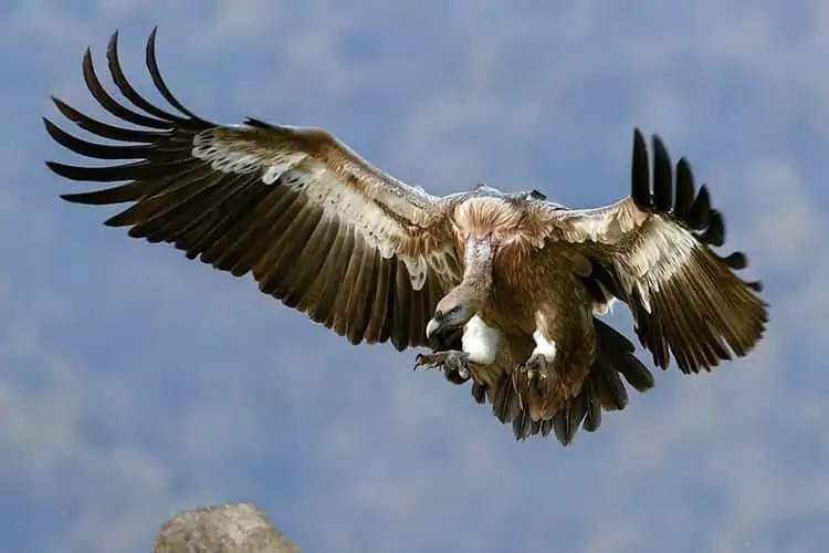 Vulture
