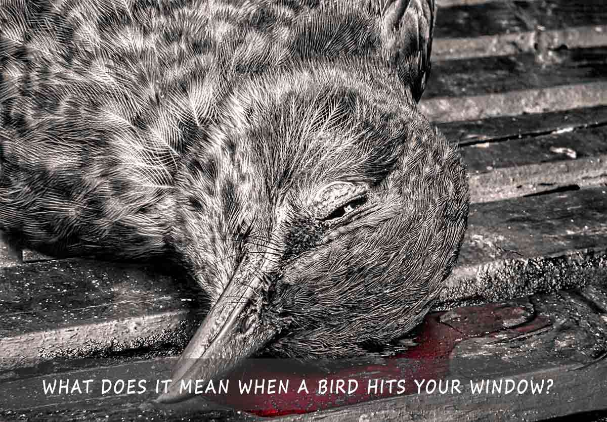 What Does It Mean When A Bird Hits Your Window Read The Guide