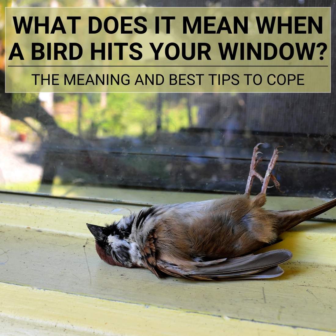 What Does It Mean When A Bird Hits Your Window