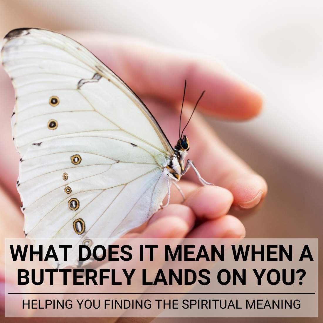 What Does it Mean When a Butterfly Lands On You