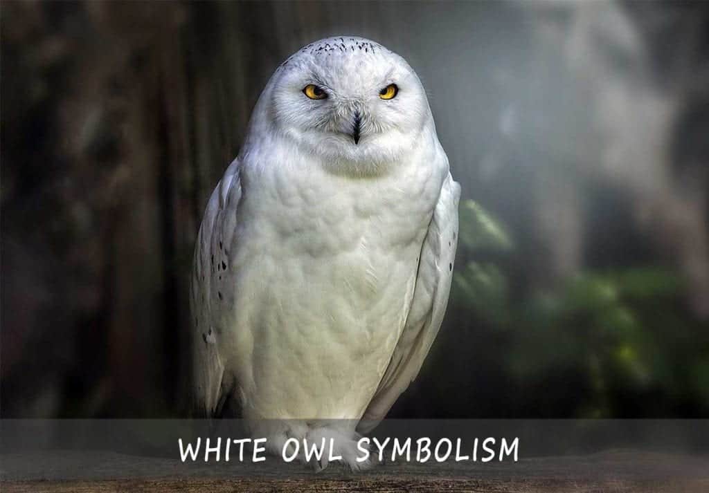 The Symbolism of White Owls - A Quick Guide To The Symbolic Meaning