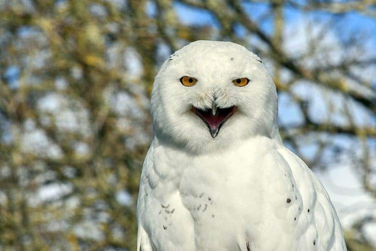 owl symbol for luck