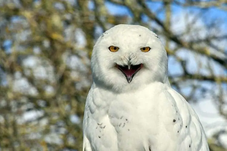owl fun fact