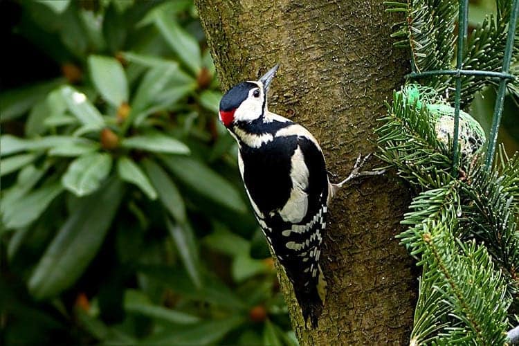 Woodpecker-Animal-Totem