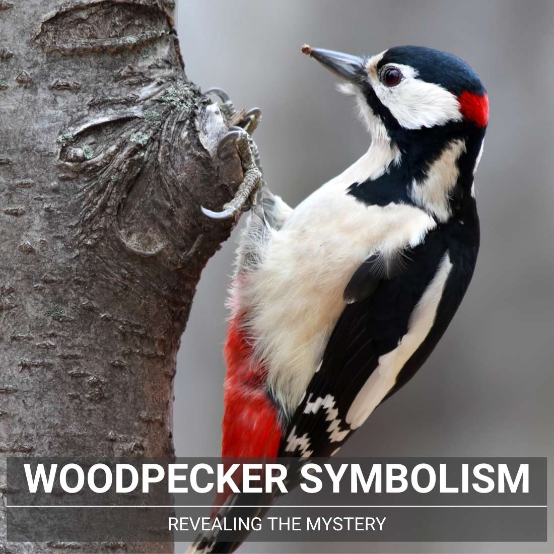 Woodpecker Symbolism